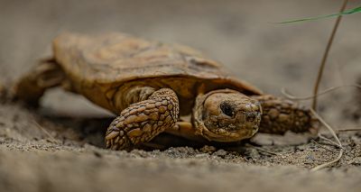 Turtle study findings could tackle cancer in humans